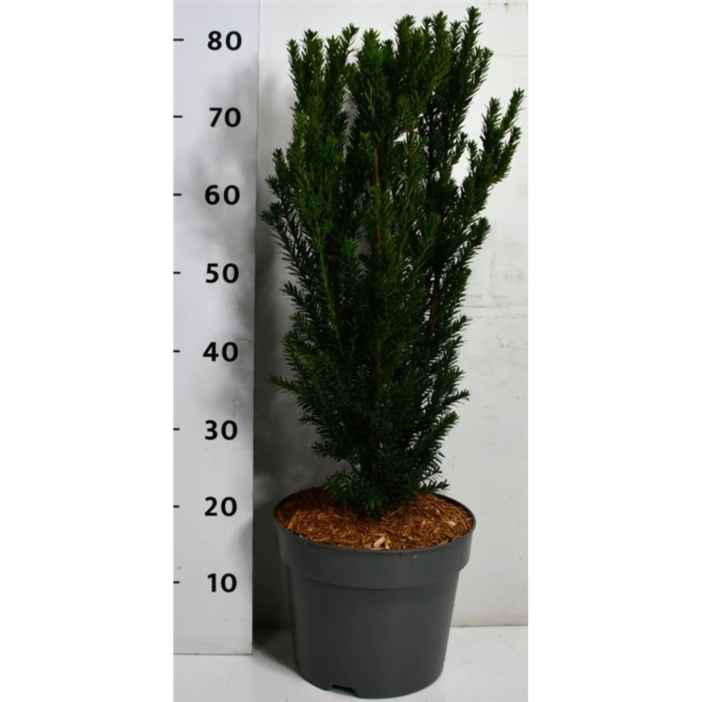 Hybrididegran – Taxus media 'Hillii' - C7.5 60-70 cm.
